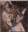 Madison the Tortoiseshell Cat