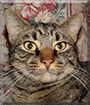 Hotcakes the American Shorthair Tabby