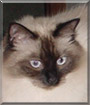 Sampson the Ragdoll