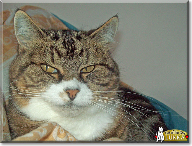 Lukka the Norwegian Forest Cat, the Cat of the Day