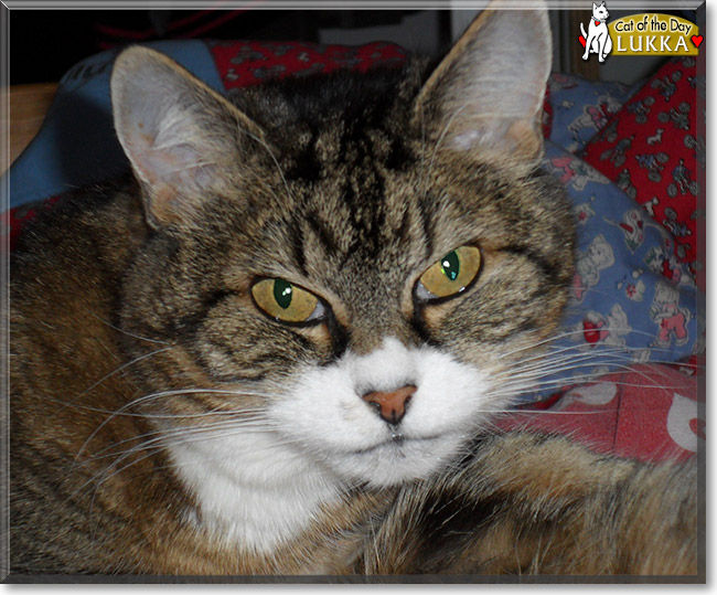 Lukka the Norwegian Forest Cat, the Cat of the Day