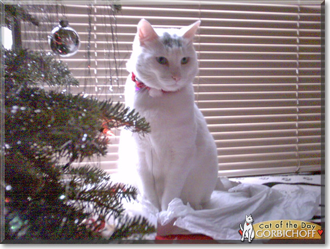 Gorbichoff the Shorthair Cat, the Cat of the Day