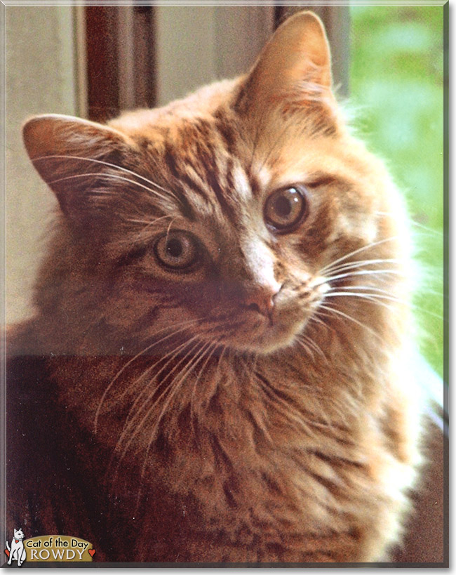 Rowdy the Longhair Cat, the Cat of the Day