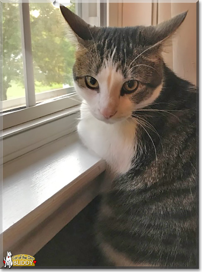 Buddy the Tabby, the Cat of the Day