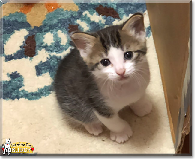 Buddy the Tabby, the Cat of the Day