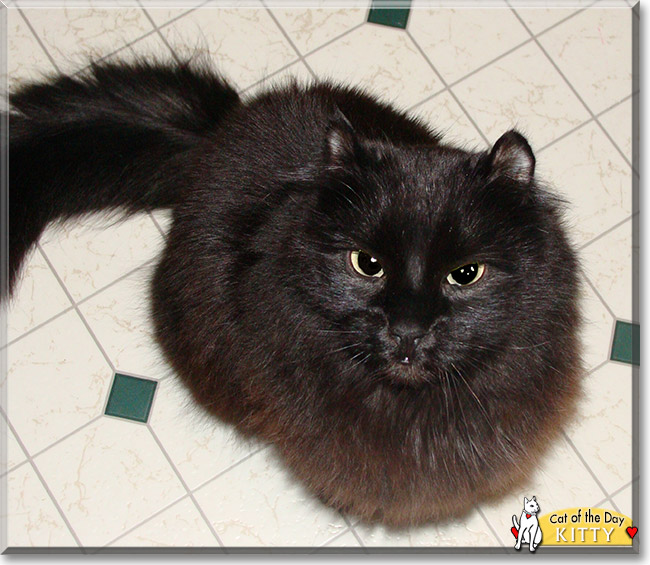 Kitty the Domestic Longhair, the Cat of the Day