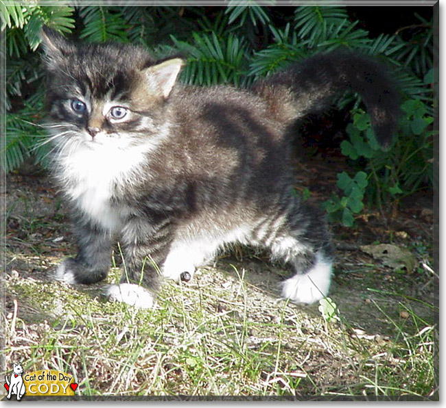 Cody the Norwegian Forest Cat mix, the Cat of the Day