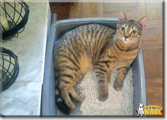 Navi the Egyptian Mau, the Cat of the Day