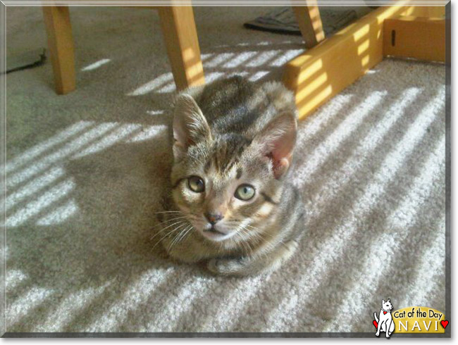 Navi the Egyptian Mau, the Cat of the Day