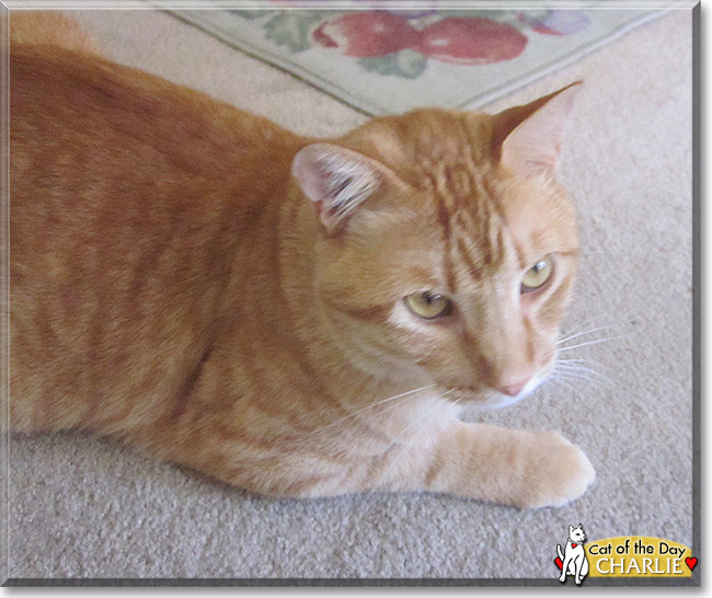 Charlie the Orange Tabby, the Cat of the Day