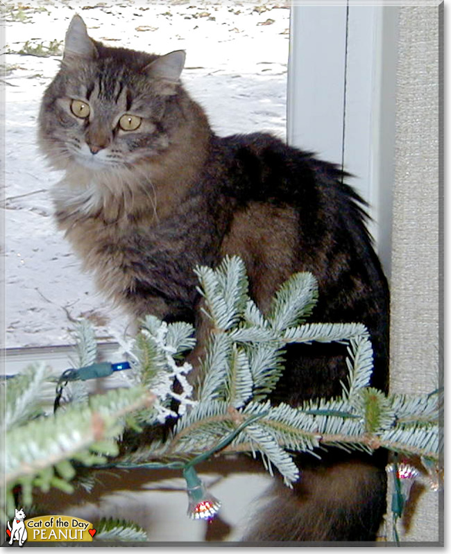 Peanut the Tabby mix, the Cat of the Day