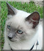 Jack Frost the Cat