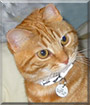 Logan the British Red Tabby