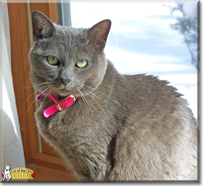 Lulu the Russian Blue mix, the Cat of the Day