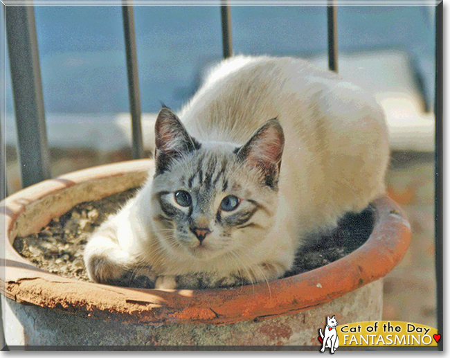 Fantasmino the Siamese mix, the Cat of the Day