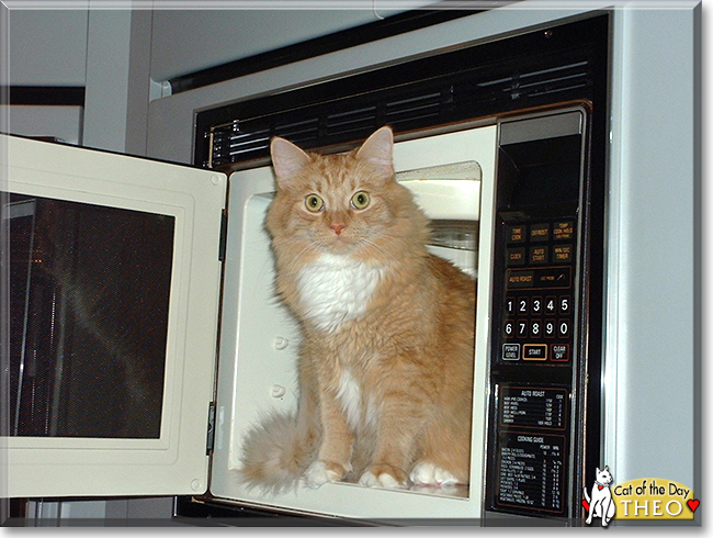 Theo the Orange Tabby, the Cat of the Day