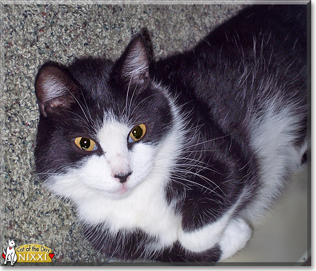 Nixxi the Tuxedo Cat, the Cat of the Day