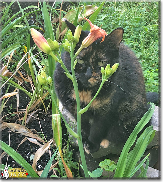 Jazz the Tortoiseshell, the Cat of the Day