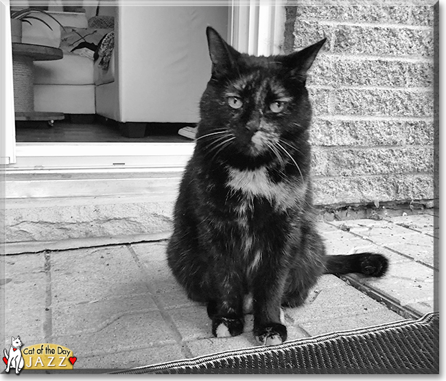 Jazz the Tortoiseshell, the Cat of the Day