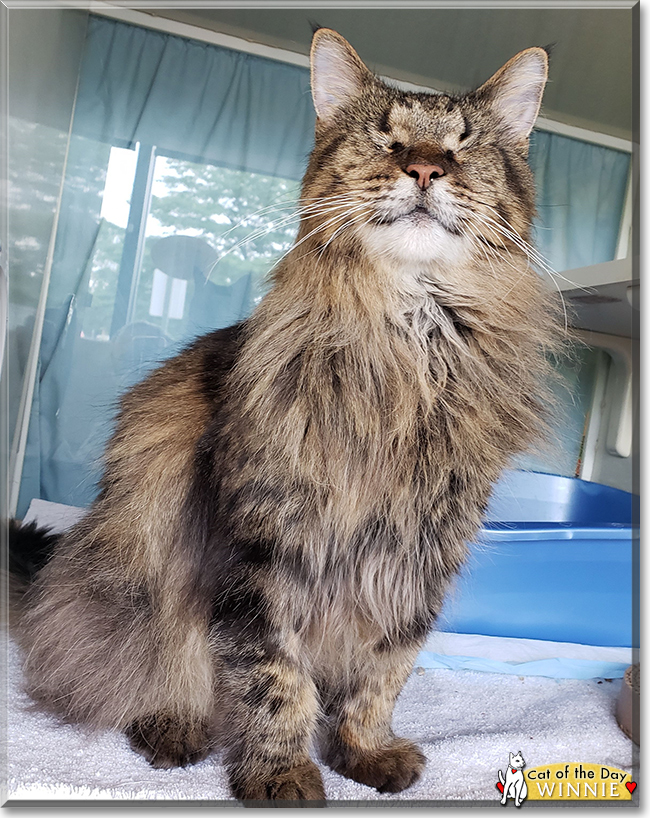 Winnie the Domestic Longhair, the Cat of the Day