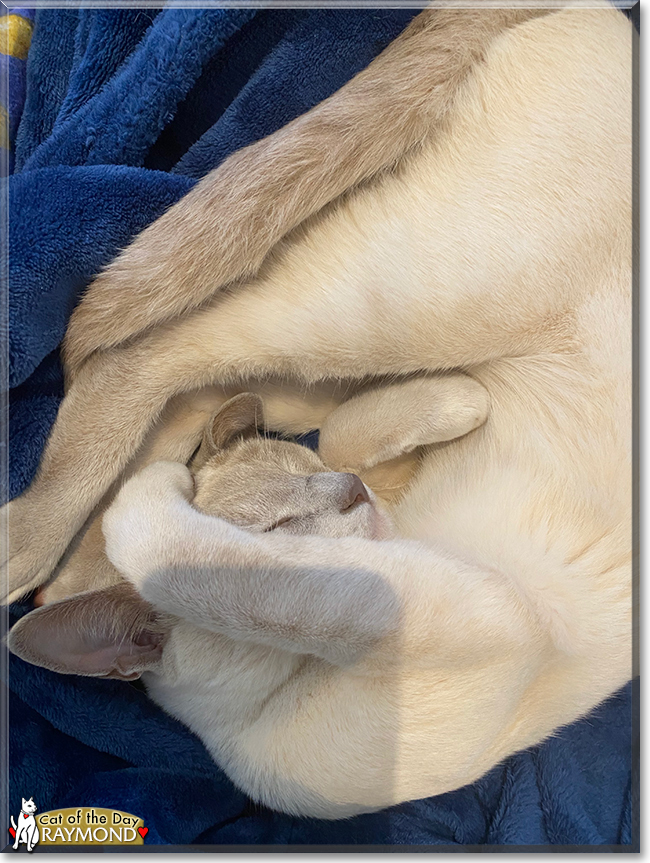 Raymond the Tonkinese, the Cat of the Day