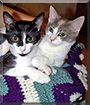 Spotsy and Egg Nog the Domestic Shorthairs