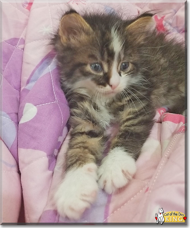 King the Maine Coon, Siamese mix, the Cat of the Day