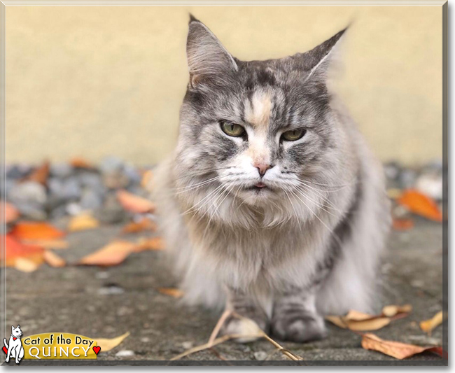 Quincy the Maine Coon Cat, the Cat of the Day