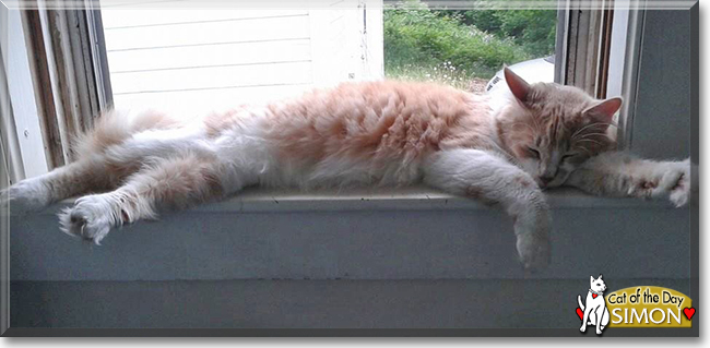 Simon the Maine Coon, the Cat of the Day