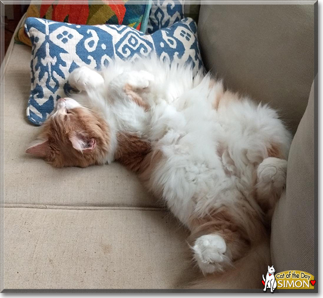 Simon the Maine Coon, the Cat of the Day