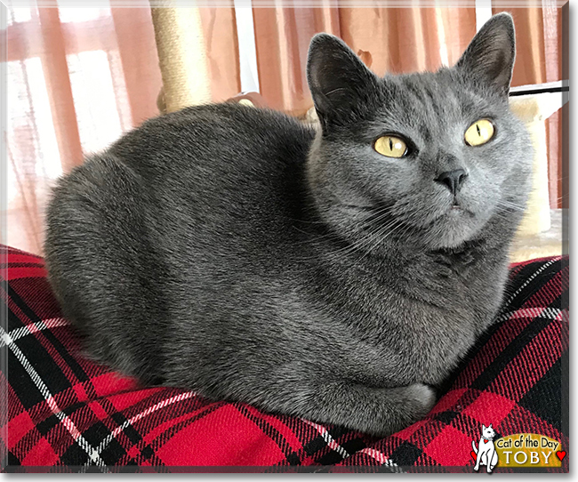 Toby the Russian Blue, the Cat of the Day