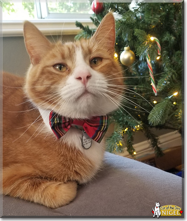 Nigel the Orange Tabby, the Cat of the Day