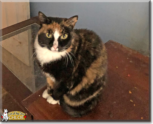 Chloe the Tortoiseshell, the Cat of the Day