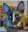 Tiffany the Tortoiseshell