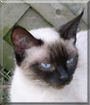 Savannah the Siamese mix