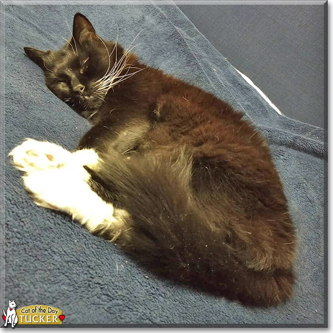 Tucker the Tuxedo Shorthair, the Cat of the Day