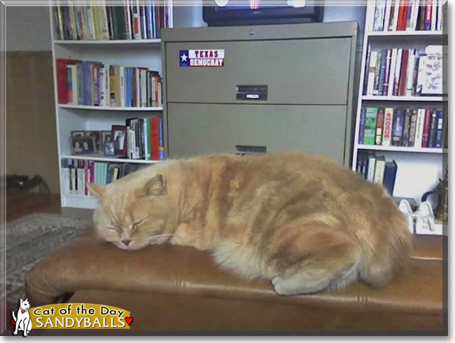 Sandyballs the British Shorthair, the Cat of the Day