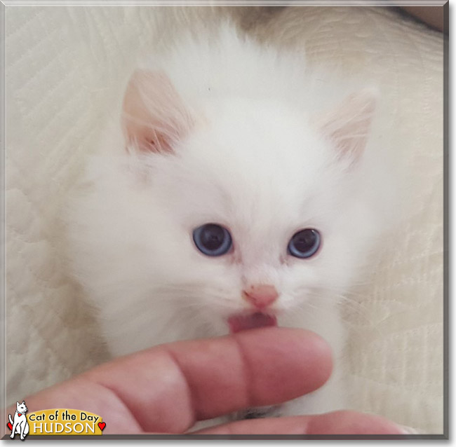 Hudson the Ragdoll, the Cat of the Day