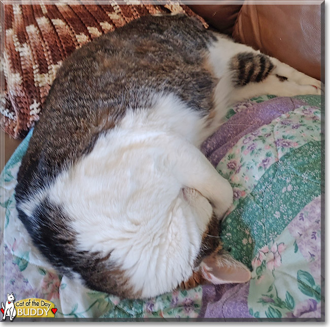 Buddy the Tabby mix, the Cat of the Day