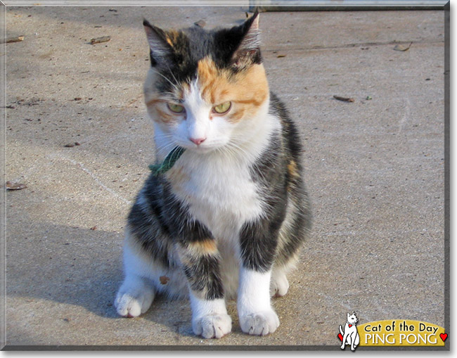 Ping Pong the Calico, the Cat of the Day