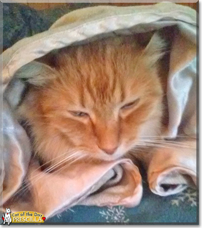 Prescilla the Longhair Cat, the Cat of the Day