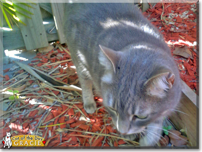 Gracie the Grey Tabby, the Cat of the Day