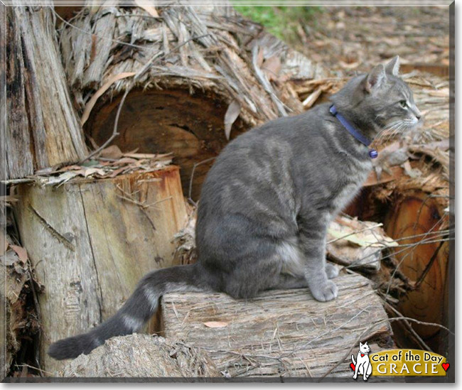 Gracie the Grey Tabby, the Cat of the Day