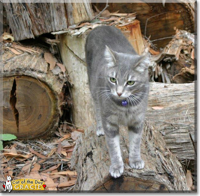 Gracie the Grey Tabby, the Cat of the Day