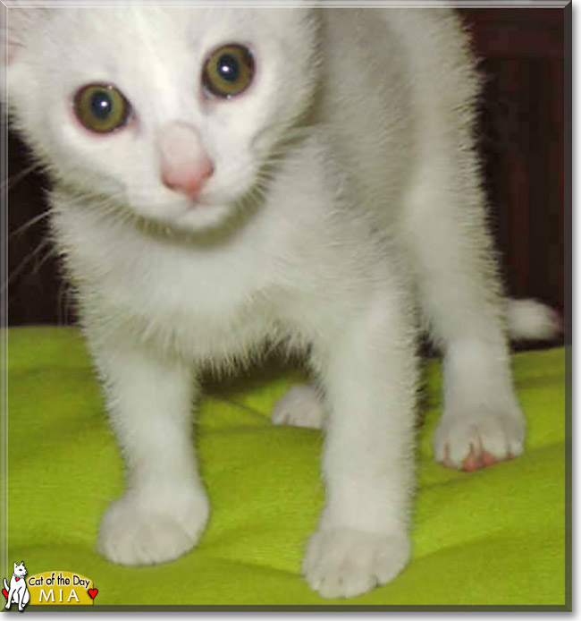 Mia the European Shorthair, the Cat of the Day