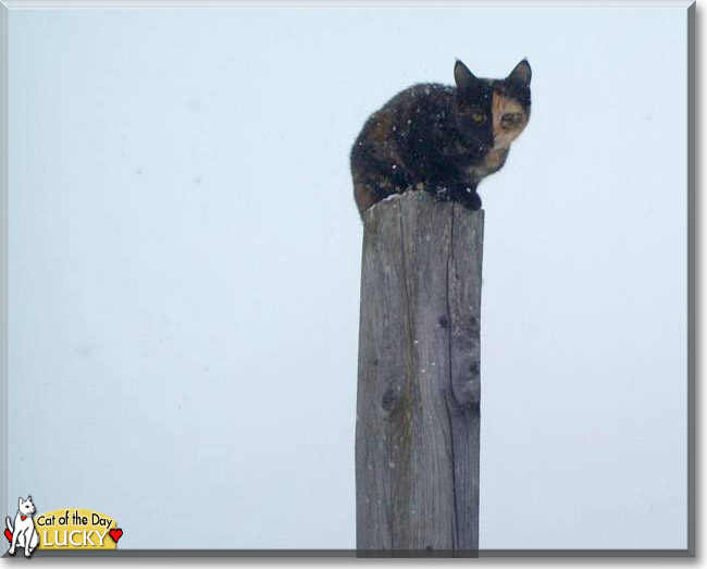 Lucky the Tortoiseshell, the Cat of the Day