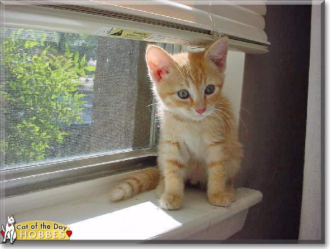 Hobbes the Orange Tabby, the Cat of the Day