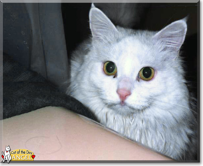 Angel the Turkish Angora, the Cat of the Day