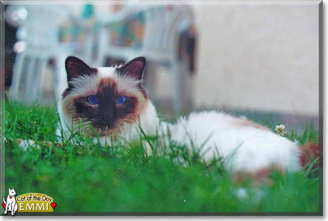 Emmi the Birman, the Cat of the Day