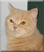 Sandyballs the British Shorthair